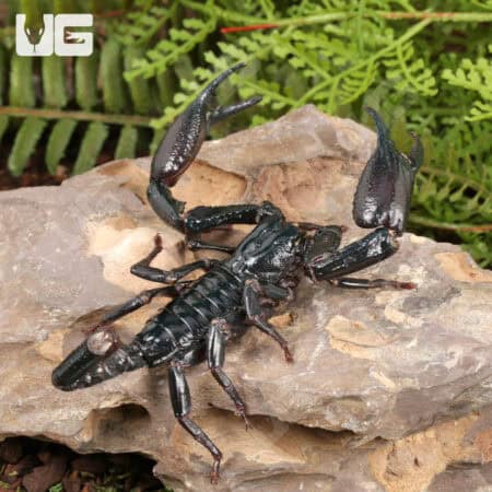 Long Claw Forest Scorpions For Sale - Underground Reptiles