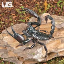 Long Claw Forest Scorpions For Sale - Underground Reptiles