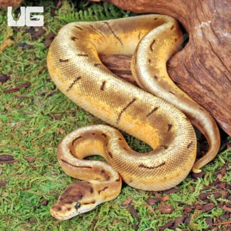 Baby Enchi Spinner Ball Python For Sale - Underground Reptiles