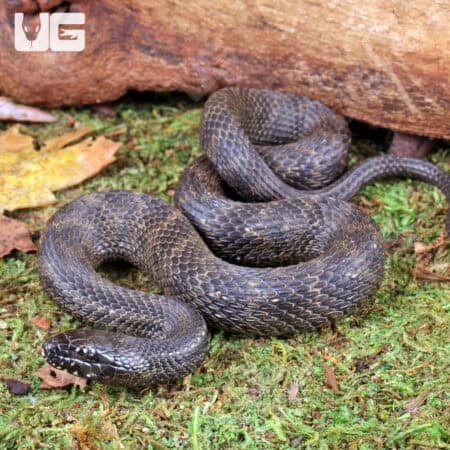 Mangrove Salt Marsh Snakes (Nerodia clarkii) For Sale - Underground Reptiles