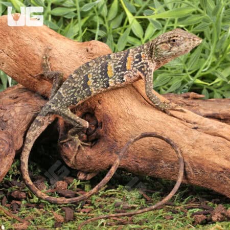 Monkey Anole For Sale - Underground Reptiles