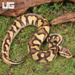 Baby Pastel Calico Ball Python For Sale - Underground Reptiles