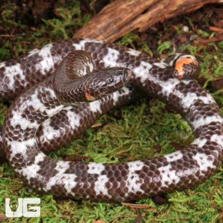 Close-up of an Asian Pipe Snake coiled on forest floor with detailed scales.