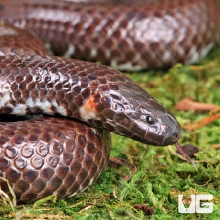 Asian Pipe Snakes (Cylindrophis ruffus) For Sale - Underground Reptiles