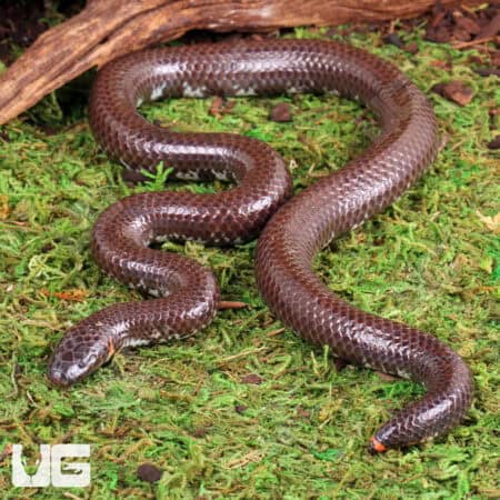 Asian Pipe Snakes (Cylindrophis ruffus) For Sale - Underground Reptiles