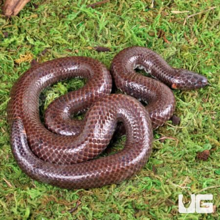 Asian Pipe Snakes (Cylindrophis ruffus) For Sale - Underground Reptiles