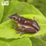 Yucatan Shovel Nose Tree Frog For Sale- Underground Reptiles