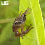 Yucatan Shovel Nose Tree Frog For Sale- Underground Reptiles