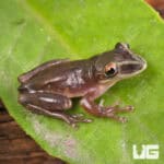 Yucatan Shovel Nose Tree Frog For Sale- Underground Reptiles