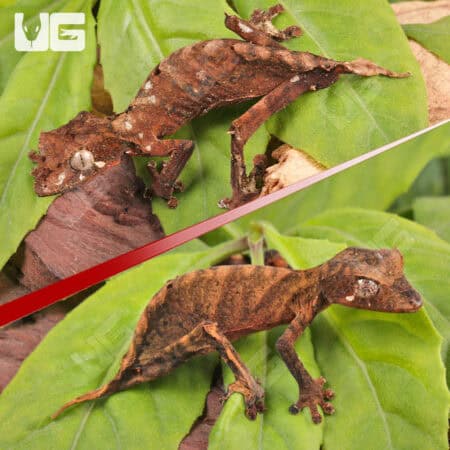 Spearpoint Leaf-Tailed Geckos For Sale - Underground Reptiles