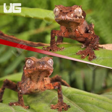 Spearpoint Leaf-Tailed Geckos For Sale - Underground Reptiles