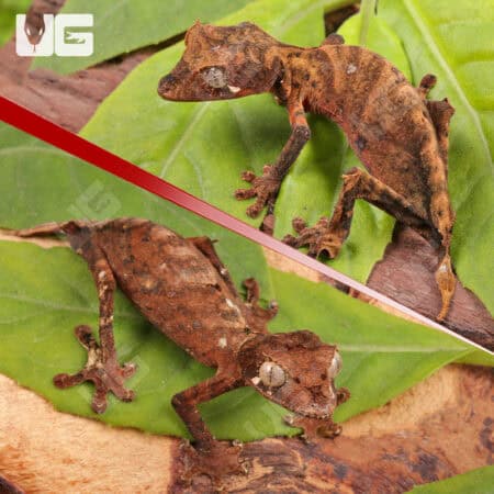 Spearpoint Leaf-Tailed Geckos For Sale - Underground Reptiles
