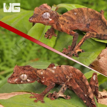 Spearpoint Leaf-Tailed Geckos For Sale - Underground Reptiles