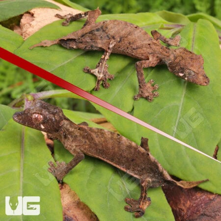 Spearpoint Leaf-Tailed Geckos For Sale - Underground Reptiles