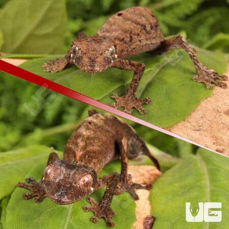 Spearpoint Leaf-Tailed Geckos For Sale - Underground Reptiles