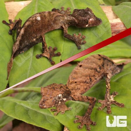 Spearpoint Leaf-Tailed Geckos For Sale - Underground Reptiles