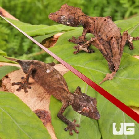 Spearpoint Leaf-Tailed Geckos For Sale - Underground Reptiles