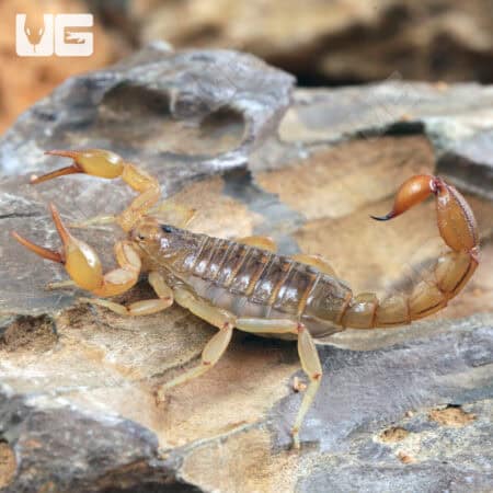 Striped Devil Scorpions For Sale - Underground Reptiles