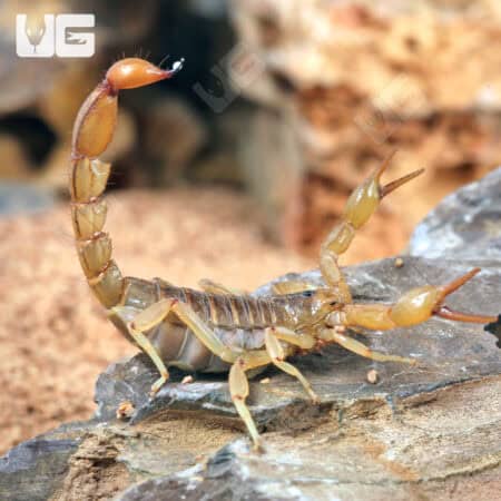 Striped Devil Scorpions For Sale - Underground Reptiles