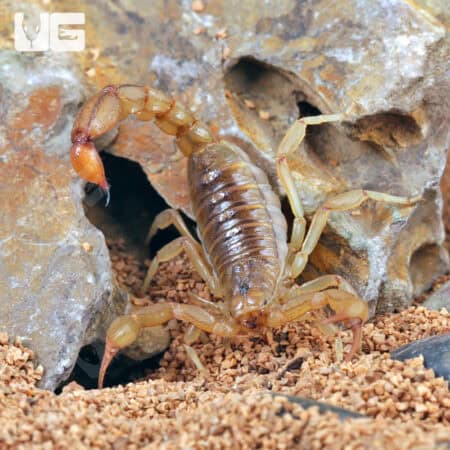 Striped Devil Scorpions For Sale - Underground Reptiles