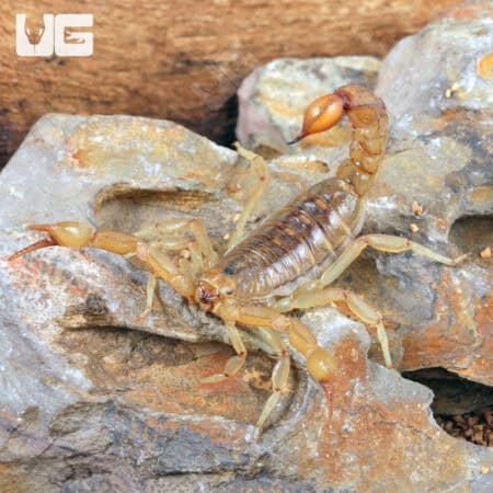 Striped Devil Scorpions For Sale - Underground Reptiles