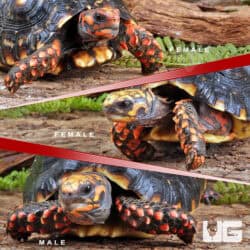 Sub Adult Cherryhead Redfoot Tortoises (Chelonoidis carbonaria) For Sale - Underground Reptiles