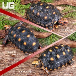 Sub Adult Cherryhead Redfoot Tortoises (Chelonoidis carbonaria) For Sale - Underground Reptiles