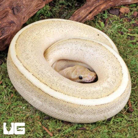Baby Super Spark Ball Python For Sale - Underground Reptiles
