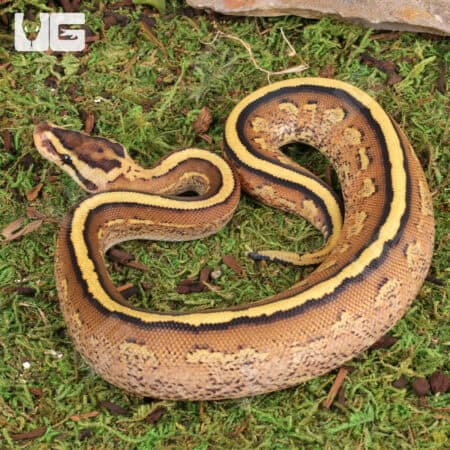 Baby Super Stripe Ball Python For Sale - Underground Reptiles