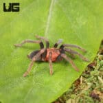 Trinidad Pink Tarantula (Holothele longipes) For Sale - Underground Reptiles