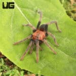 Trinidad Pink Tarantula (Holothele longipes) For Sale - Underground Reptiles