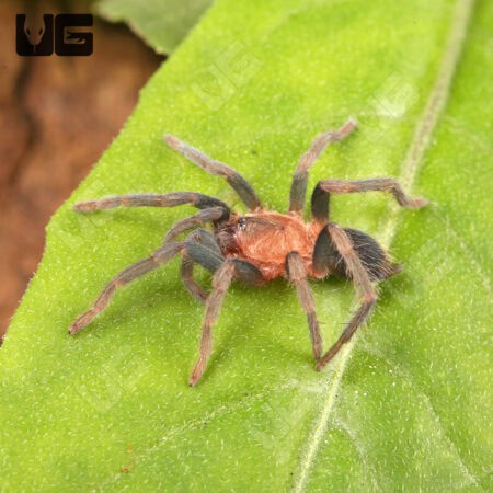 Trinidad Pink Tarantula (Holothele longipes) For Sale - Underground Reptiles