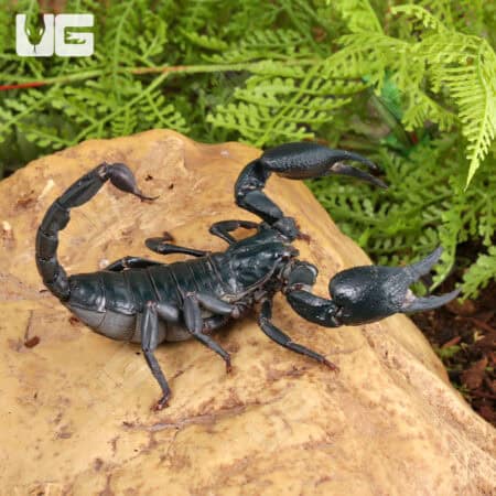 Vietnam Forest Scorpions For Sale - Underground Reptiles