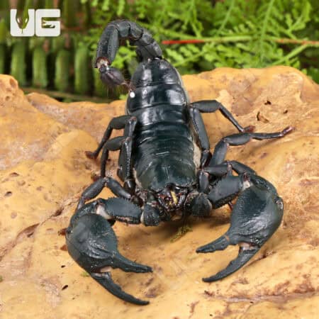 Vietnam Forest Scorpions For Sale - Underground Reptiles
