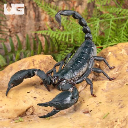 Vietnam Forest Scorpions For Sale - Underground Reptiles