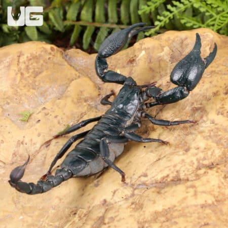 Vietnam Forest Scorpions For Sale - Underground Reptiles