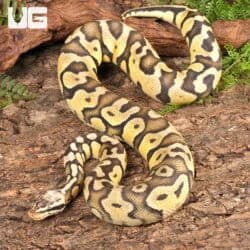 Pastel Enchi Disco Confusion Ball Python For Sale - Underground Reptiles