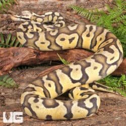 Pastel Enchi Disco Confusion Ball Python For Sale - Underground Reptiles