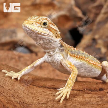 Hypo Dunner Bearded Dragons for sale - Underground Reptiles