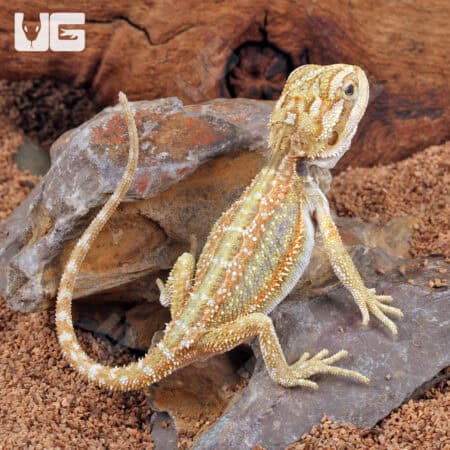 Hypo Dunner Bearded Dragons for sale - Underground Reptiles