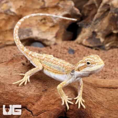 Hypo Dunner Bearded Dragons for sale - Underground Reptiles