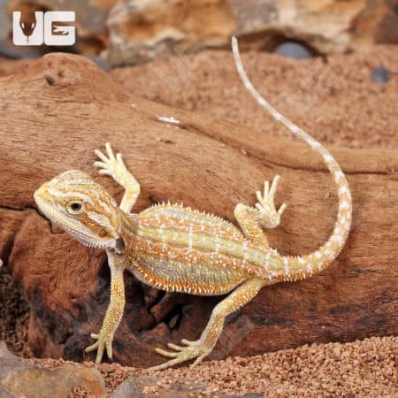 Hypo Dunner Bearded Dragons for sale - Underground Reptiles