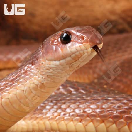 Red Beaked Snakes (Rhamphiophis oxyrhynchus) For Sale - Underground Reptiles