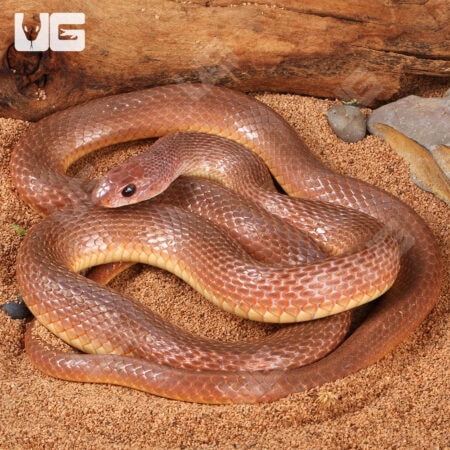 Red Beaked Snakes (Rhamphiophis oxyrhynchus) For Sale - Underground Reptiles