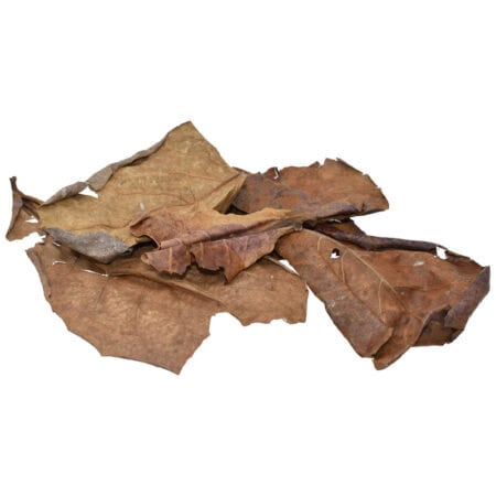 Dead leaves for reptile habitat enrichment and natural decor.