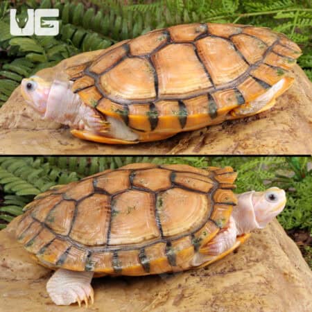 Caramel Pink Red Ear Slider Turtle for Sale - Underground Reptiles