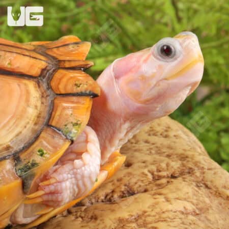 Caramel Pink Red Ear Slider Turtle for Sale - Underground Reptiles