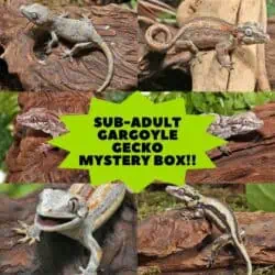 Sub-Adult Gargoyle Gecko in Mystery Box.