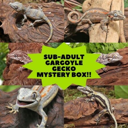 Sub-Adult Gargoyle Gecko in Mystery Box.
