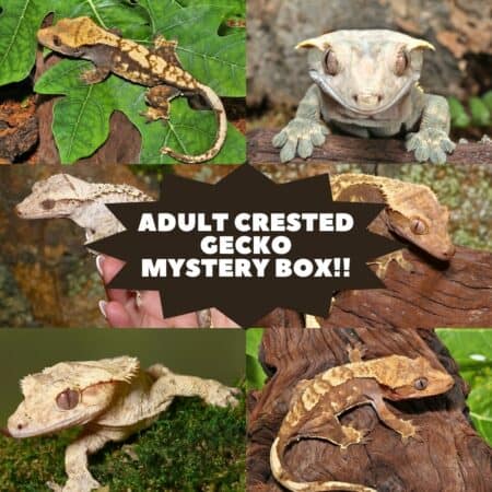 Adult Crested Gecko in Mystery Box for Sale.